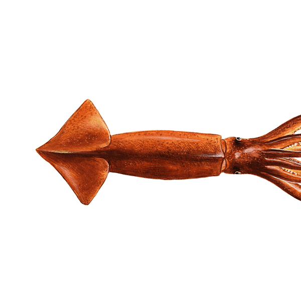 Tintenfisch, argentinischer Kurzflossenkalmar