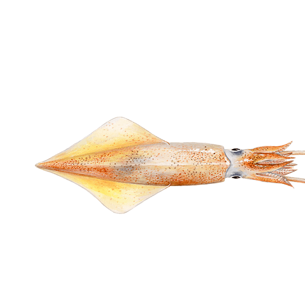 Tintenfisch,  Kalmar (Uroteuthis)