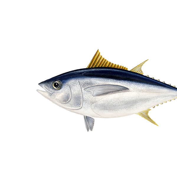 Thunfisch, Grossaugenthun