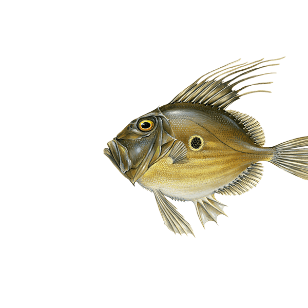 Petersfisch