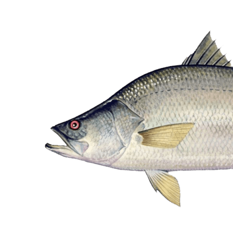 Bild von Barramundi