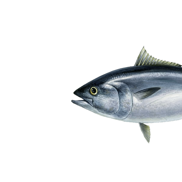 Thunfisch, Blauflossenthun, Roter Thun
